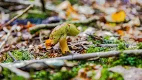 Mazurskie grzyby, fotogaleria bez wybrzydzania  - zdjęcie 47