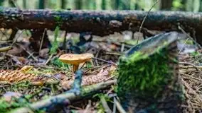 Mazurskie grzyby, fotogaleria bez wybrzydzania  - zdjęcie 39