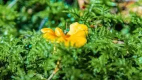 Mazurskie grzyby, fotogaleria bez wybrzydzania  - zdjęcie 14