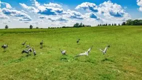 Mazurskie słoneczniki, sierpień 2021 - zdjęcie 14