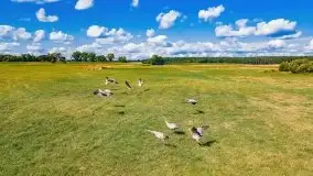 Mazurskie słoneczniki, sierpień 2021 - zdjęcie 6