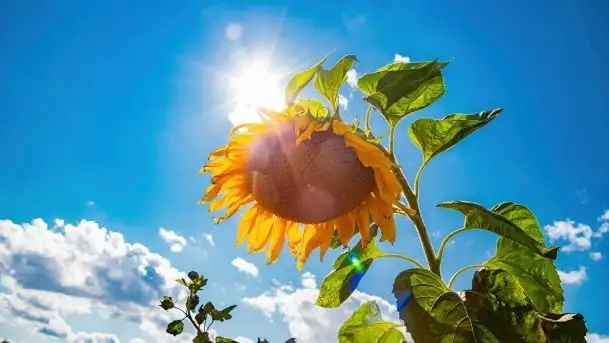 Mazurskie słoneczniki, sierpień 2021 - zdjęcie 2