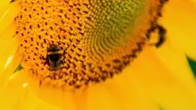 Mazurskie słoneczniki, sierpień 2021 - zdjęcie 8