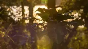 Zachód słońca nad jeziorem Dobskim, wrzesień 2021 r. - zdjęcie 21