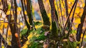 Zachód słońca nad jeziorem Krzywa Kuta - zdjęcie 3