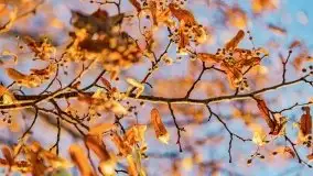 Jesienny Dargin pełen urokliwych kolorów - zdjęcie 26