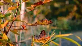 Zachód słońca nad jeziorem Kruklin, październik 2021 - zdjęcie 5