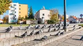 Kanał Łuczański w barwach jesieni, październik 2021 r. - zdjęcie 13