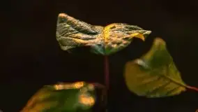 Wschód słońca nad jeziorem Kruklin, październik 2021 r. - zdjęcie 67