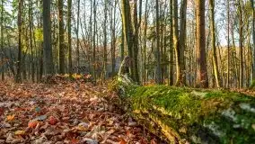 Las miejski w Giżycku pod koniec jesieni, listopad 2021 r. - zdjęcie 45