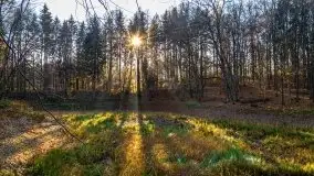 Las miejski w Giżycku pod koniec jesieni, listopad 2021 r. - zdjęcie 3