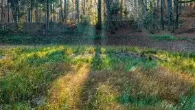 Las miejski w Giżycku pod koniec jesieni, listopad 2021 r. - zdjęcie 27