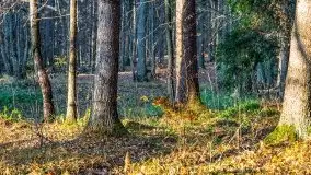 Las miejski w Giżycku pod koniec jesieni, listopad 2021 r. - zdjęcie 12