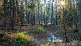 Las miejski w Giżycku pod koniec jesieni, listopad 2021 r. - zdjęcie 47