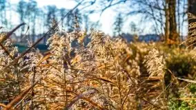 Las miejski w Giżycku pod koniec jesieni, listopad 2021 r. - zdjęcie 26