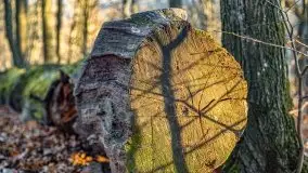 Las miejski w Giżycku pod koniec jesieni, listopad 2021 r. - zdjęcie 51