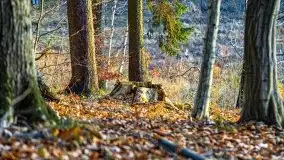 Las miejski w Giżycku pod koniec jesieni, listopad 2021 r. - zdjęcie 42