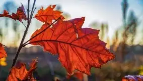 Las miejski w Giżycku pod koniec jesieni, listopad 2021 r. - zdjęcie 28