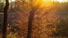 Las miejski w Giżycku pod koniec jesieni, listopad 2021 r. - zdjęcie 41