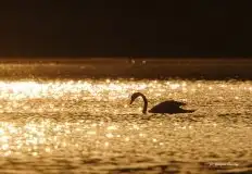 Miłośnicy Mazur - Łabędź niemy na zdjęciach Grzegorza Zawrotnego - zdjęcie 4