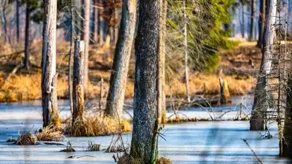 Przedwiośnie 2021 w lesie niedaleko Szczybałów Giżyckich