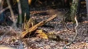 Przedwiośnie 2021 w lesie niedaleko Szczybałów Giżyckich - zdjęcie 15