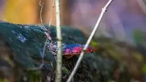 Przedwiośnie 2021 w lesie niedaleko Szczybałów Giżyckich - zdjęcie 16