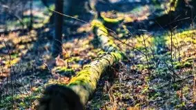 Przedwiośnie 2021 w lesie niedaleko Szczybałów Giżyckich - zdjęcie 4