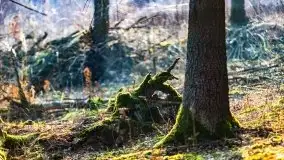 Przedwiośnie 2021 w lesie niedaleko Szczybałów Giżyckich - zdjęcie 23