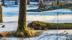 Przedwiośnie 2021 w lesie niedaleko Szczybałów Giżyckich - zdjęcie 14