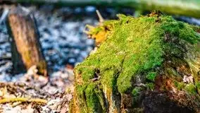 Przedwiośnie 2021 w lesie niedaleko Szczybałów Giżyckich - zdjęcie 27