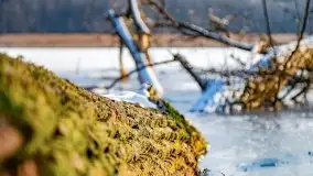 Zimowy las nad jeziorem Mulik, styczeń 2021 - zdjęcie 6