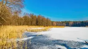 Zimowy las nad jeziorem Mulik, styczeń 2021 - zdjęcie 5