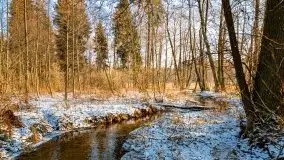 Zimowy las nad jeziorem Mulik, styczeń 2021 - zdjęcie 46