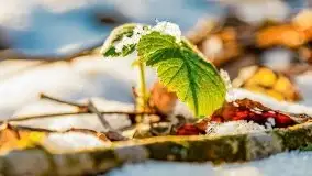 Zimowy las nad jeziorem Mulik, styczeń 2021 - zdjęcie 37