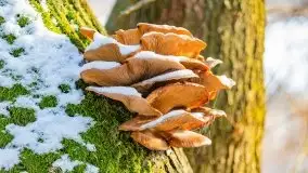 Zimowy las nad jeziorem Mulik, styczeń 2021 - zdjęcie 35