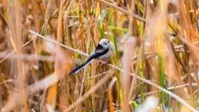 Zimowy las nad jeziorem Mulik, styczeń 2021 - zdjęcie 34