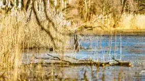 Słoneczny styczeń 2022 nad jeziorami Świętajno i Dworackie - zdjęcie 12