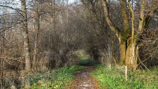 Wieża widokowa nad jeziorem Łuknajno - zdjęcie 11