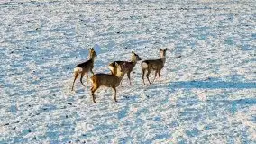 Daniele w okolicach Sztynortu, styczeń 2022 r. - zdjęcie 7