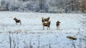 Daniele w okolicach Sztynortu, styczeń 2022 r. - zdjęcie 5