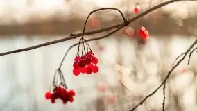 Zimowa sceneria nad plażą przy jeziorze Szóstak - zdjęcie 11