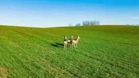 Sarny na mazurskich bezdrożach i polach - zdjęcie 1
