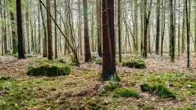 Kamienie ofiarne w okolicach jeziora Kruklin - zdjęcie 10
