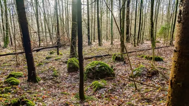 Kamienie ofiarne w okolicach jeziora Kruklin - zdjęcie 4