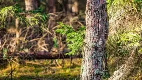 Wierzba i puszcza Piska, luty 2022 r. - zdjęcie 38