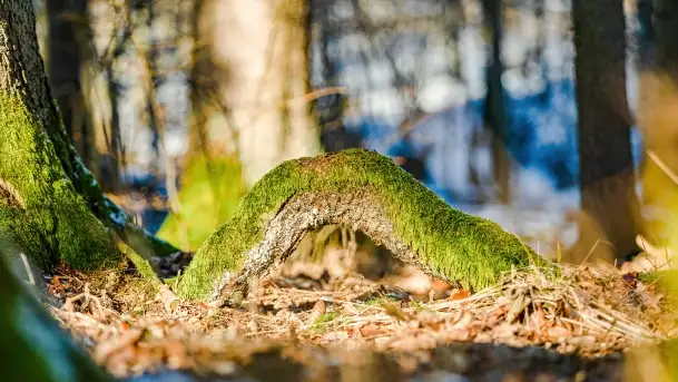Zimowe migawki z puszczy Boreckiej, luty 2022 r. - zdjęcie 4