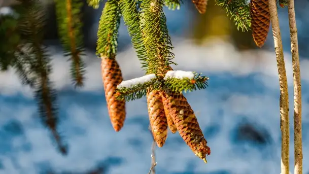 Zimowe migawki z puszczy Boreckiej, luty 2022 r. - zdjęcie 10