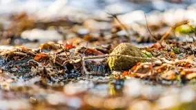 Zimowe migawki z puszczy Boreckiej, luty 2022 r. - zdjęcie 7