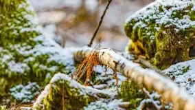 Zimowe migawki z puszczy Boreckiej, luty 2022 r. - zdjęcie 21